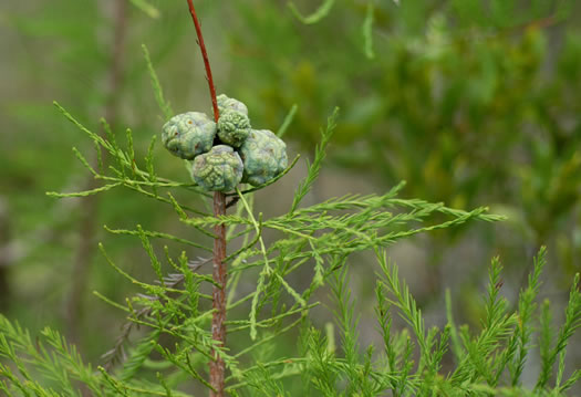 image of Taxodium ascendens, Pond Cypress