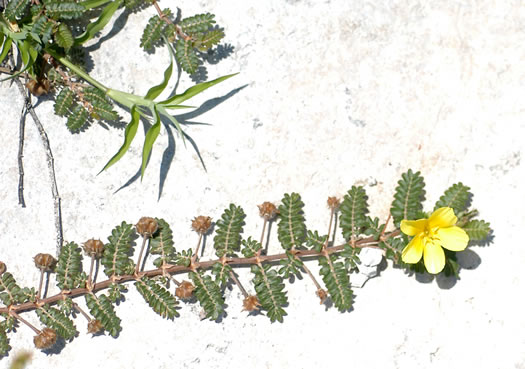 image of Tribulus cistoides, Jamaica Feverplant, Burr-nut