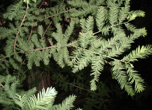 image of Taxodium distichum, Bald Cypress