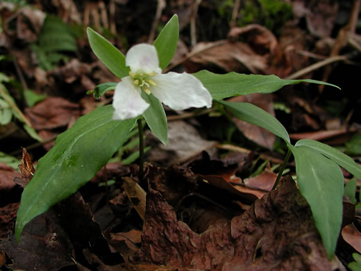 image of Trillium persistens, Persistent Trillium, Edna's Trillium