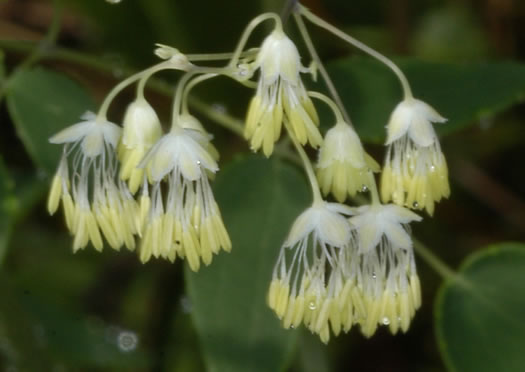 image of Thalictrum amphibolum, Skunk Meadowrue, Waxy Meadowrue