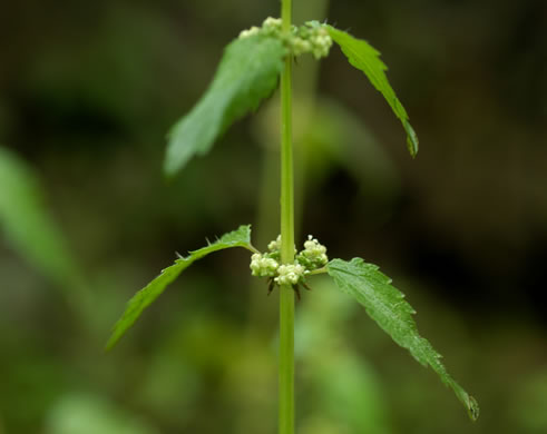 image of Urtica chamaedryoides, Weak Nettle, Dwarf Stinging Nettle, Heartleaf Nettle