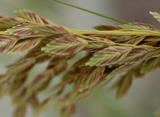 image of Uniola paniculata, Sea Oats