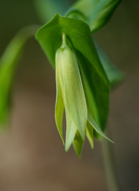 image of Uvularia perfoliata, Perfoliate Bellwort