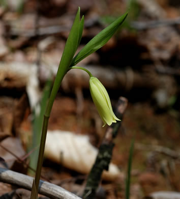 image of Uvularia puberula, Mountain Bellwort, Appalachian Bellwort, Carolina Bellwort, Coastal Bellwort