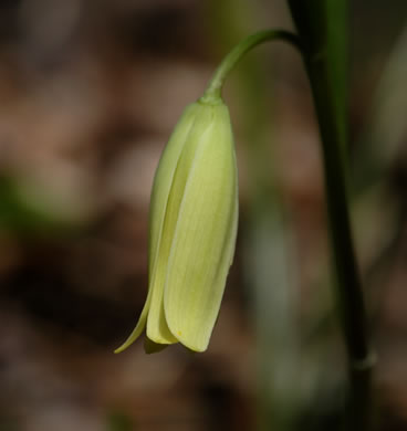 image of Uvularia puberula, Mountain Bellwort, Appalachian Bellwort, Carolina Bellwort, Coastal Bellwort