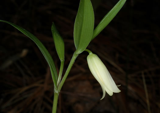 Uvularia puberula, Mountain Bellwort, Appalachian Bellwort, Carolina Bellwort, Coastal Bellwort