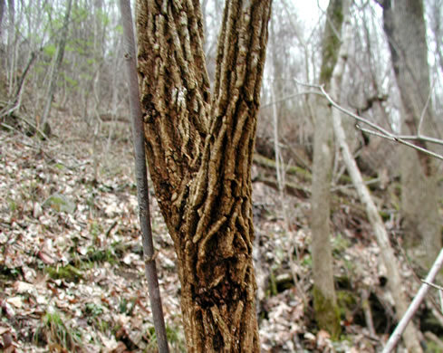 image of Ulmus rubra, Slippery Elm, Red Elm