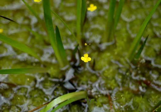 image of Utricularia subulata, Slender Bladderwort, Zigzag Bladderwort