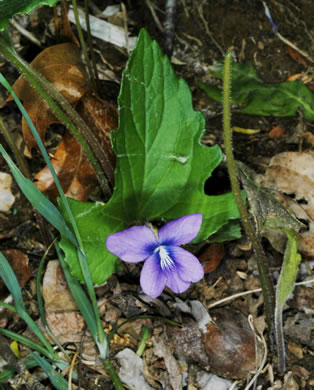 image of Viola palmata var. palmata, Wood Violet, Southern Three-lobed Violet