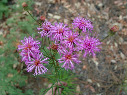 image of Vernonia angustifolia var. angustifolia, Narrowleaf Ironweed, Carolina Slender Ironweed, Carolina Sandhill Ironweed