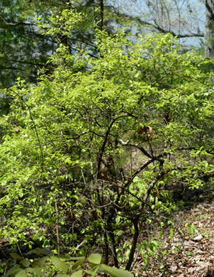 image of Vaccinium arboreum, Sparkleberry, Farkleberry