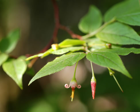 image of Vaccinium erythrocarpum, Bearberry, Highbush Cranberry, Mountain Cranberry