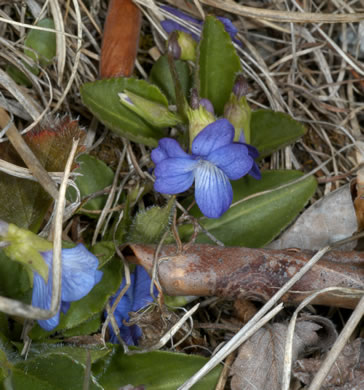 image of Viola fimbriatula, Ovate-leaf Violet, Northern Downy Violet, Sand Violet