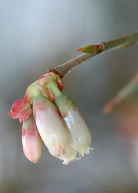 image of Vaccinium fuscatum, Hairy Highbush Blueberry, Black Highbush Blueberry