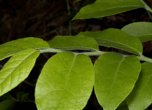 image of Vaccinium hirsutum, Woollyberry, Hairy Blueberry, Low-lowbush Blueberry