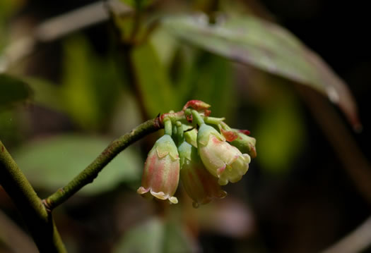 image of Vaccinium pallidum, Hillside Blueberry, Dryland Blueberry, Upland Low Blueberry, Lowbush Blueberry