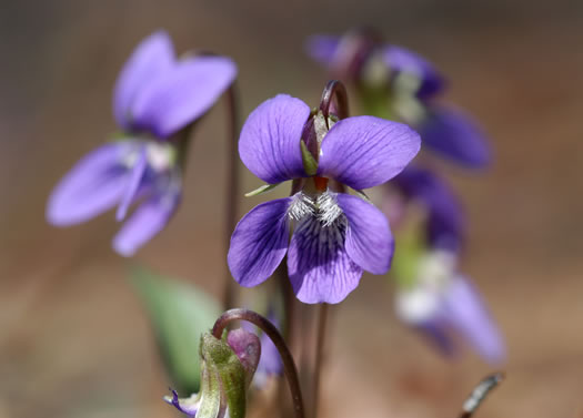 image of Viola sagittata, Arrowleaf Violet, Arrowhead Violet