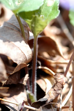 image of Viola sororia var. sororia, Dooryard Violet, Confederate Violet, Common Blue Violet