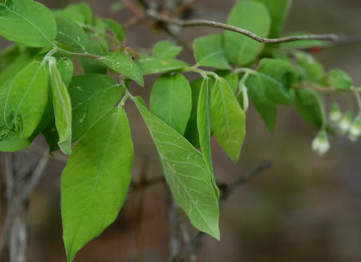 image of Vaccinium stamineum var. sericeum, Southern Deerberry