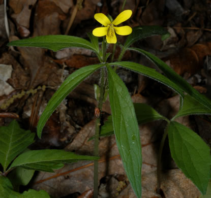 image of Viola tripartita, Threepart Violet, Three-parted Yellow Violet