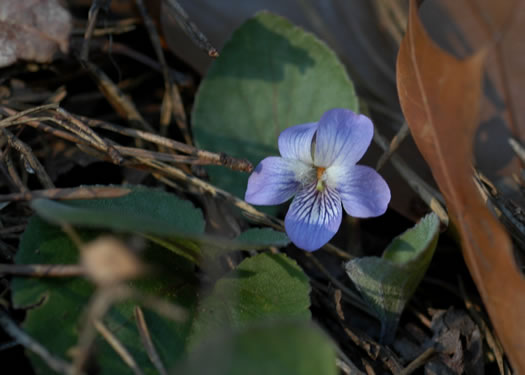 image of Viola villosa, Southern Woolly Violet, Carolina Violet