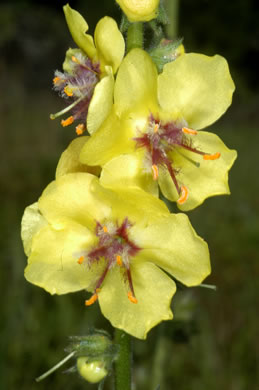 Verbascum virgatum, Wand Mullein, Twiggy Mullein, Moth Mullein