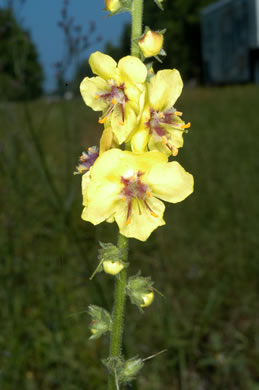 image of Verbascum virgatum, Wand Mullein, Twiggy Mullein, Moth Mullein