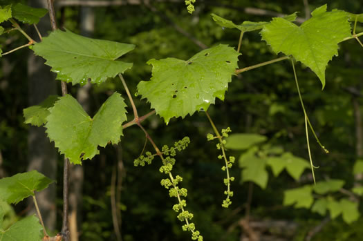 image of Vitis vulpina, Frost Grape, Winter Grape, Chicken Grape