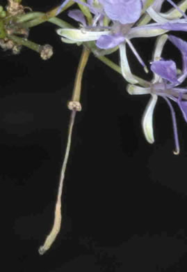 image of Warea cuneifolia, Carolina Warea, Carolina Pineland-cress