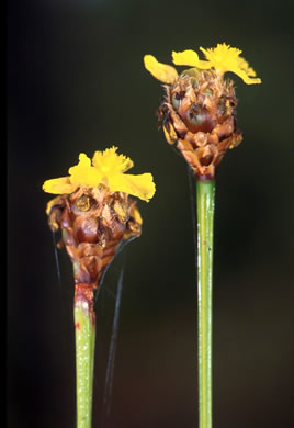 image of Xyris fimbriata, Giant Yellow-eyed-grass, Fringed Yellow-eyed-grass