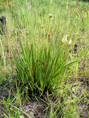 image of Xyris ambigua, Bog Yellow-eyed-grass, Coastal Plain Yellow-eyed-grass