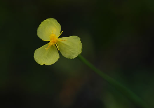 image of Xyris caroliniana, Pineland Yellow-eyed-grass, Carolina yellow-eyed-grass