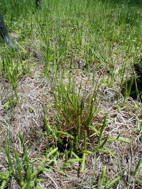 image of Xyris elliottii, Elliott's Yellow-eyed-grass