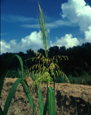 spikelet