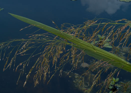 image of Zizaniopsis miliacea, Southern Wild-rice, Water-millet, Giant Cutgrass