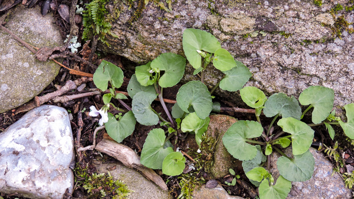 image of Viola arcuata, Curved-stemmed Violet