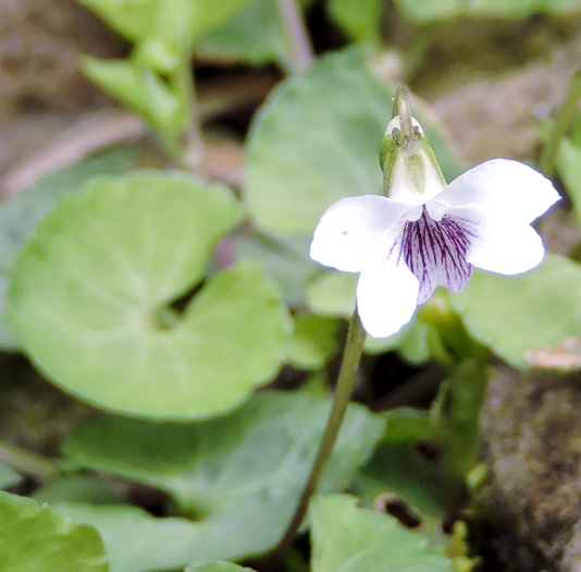 image of Viola arcuata, Curved-stemmed Violet