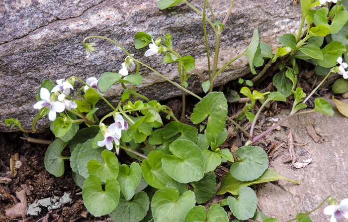 image of Viola arcuata, Curved-stemmed Violet