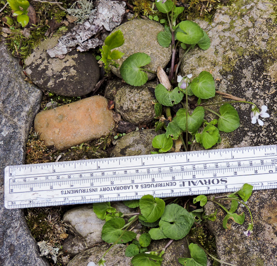 image of Viola arcuata, Curved-stemmed Violet