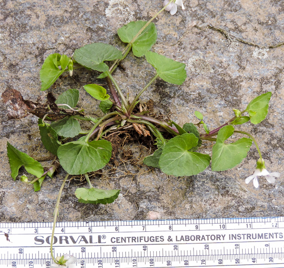 image of Viola arcuata, Curved-stemmed Violet