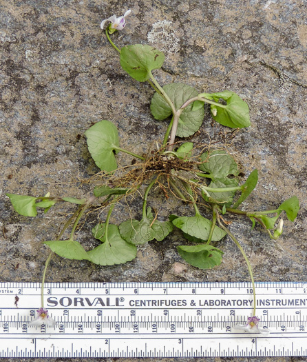 image of Viola arcuata, Curved-stemmed Violet