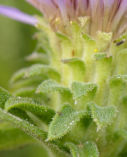 image of Eurybia spectabilis, Low Showy Aster, Eastern Showy Aster