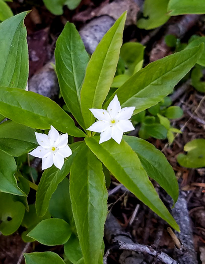 Trientalis borealis