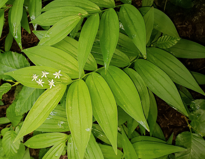 image of Maianthemum stellatum, Starry Solomon's Plume, Starflower, Starry Solomon's Seal