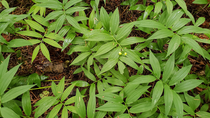 image of Maianthemum stellatum, Starry Solomon's Plume, Starflower, Starry Solomon's Seal