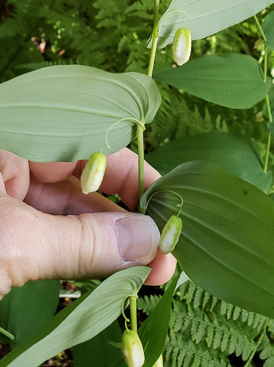 Streptopus amplexifolius var. amplexifolius, Clasping Twisted-stalk, White Mandarin, Pagoda-bells