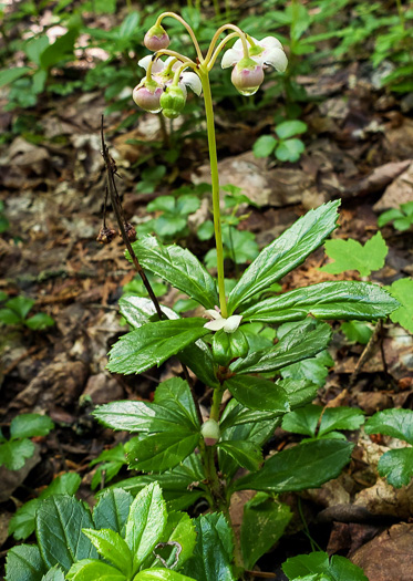 image of Chimaphila umbellata var. cisatlantica, Prince's-pine