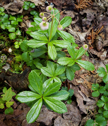 image of Chimaphila umbellata var. cisatlantica, Prince's-pine