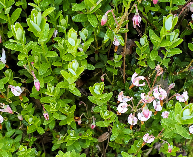 image of Vaccinium macrocarpon, Cranberry, Large Cranberry